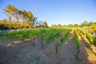 Vineyard