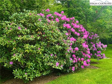 Rhododendrons are blooming @ Boulder Creek