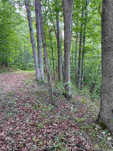 0 Hollow Run Rd, Luray, VA 22835 - photo 5