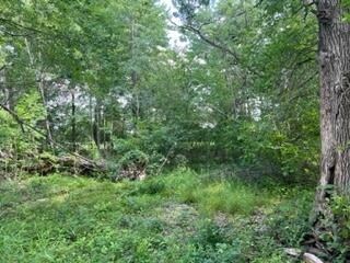 6.45 acres Dublin Rd, Byron, WI 54618 - photo 4
