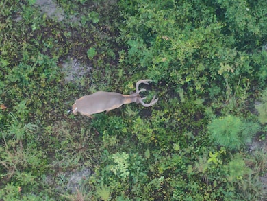 0 Laurel Branch Church Rd, Ivey, GA 31031 - photo 4