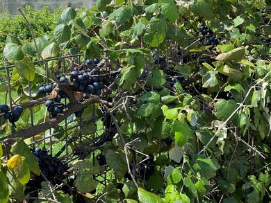 1703 Cherrywood Dr unit 18, Fredericksburg, TX 78624 - photo 5