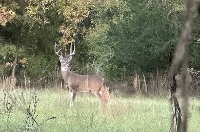 00 County Road 4885, Winnsboro, TX 75494 - photo 5