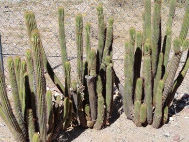 Wide variety of cactus in backyard.