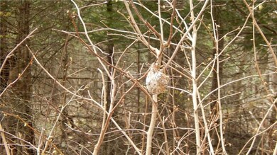 Hummingbird nest