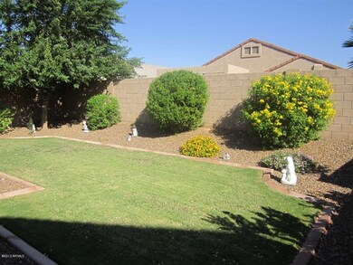 Back Yard 1
