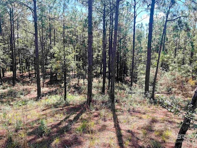 View of local wilderness