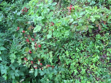 4182 Mildred Rd, Tyner, KY 40486 - photo 7