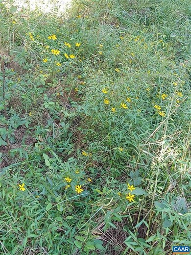 0 Dudley Mountain Rd, North Garden, VA 22959 - photo 7