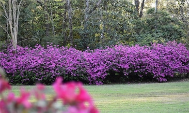 Spring time Azalea blooms
