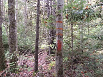 12-1123 Chapel Hill Rd, Whitingham, VT 05342 - photo 5