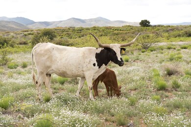 Longhorn & Corriente country