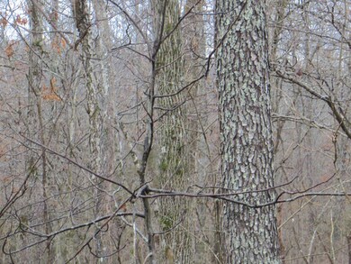 000 Ridgehaven Rd, Mammoth Spring Township, AR 72554 - photo 5