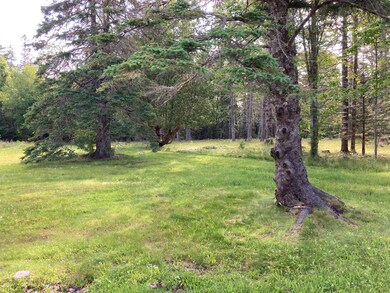 Grass area of lot.