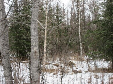winter woods