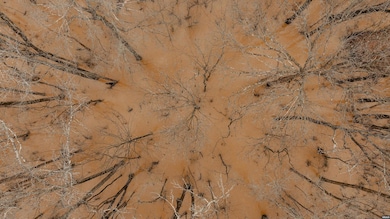 0 Etheridge Levee Rd, Greenfield, TN 38230 - photo 3