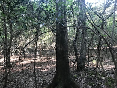 012 R C Thomas Rd, Hattiesburg, MS 39401 - photo 5