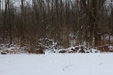 Rear Woods