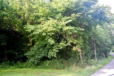 Beautiful wooded lot