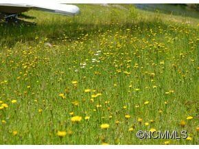 Meadow
