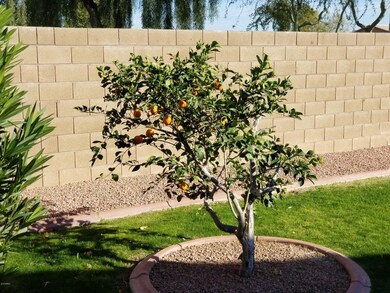 Backyard 3