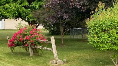 Front Rose bush