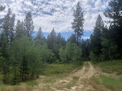 Wooded With Mature Timber