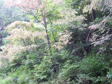 Lush Vegetation