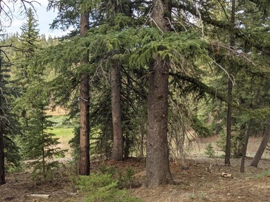 Tall trees for shade and privacy