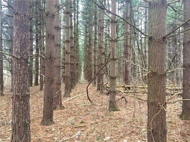 Gorgeous tall pine trees