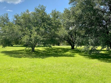 Tons of Live Oak Trees