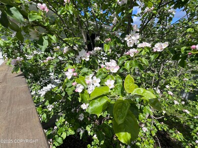 Apple trees in bloom