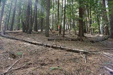 6 Pine Tree Ct, Plumas Eureka, CA 96103 - photo 7