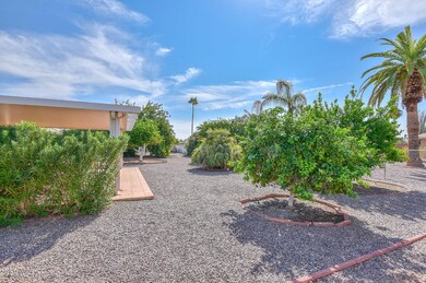 Backyard-Citrus Trees