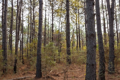 7 Acres Lot D County Road 682, Coffee Springs, AL 36318 - photo 6