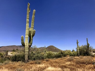 Huge Saguaro!