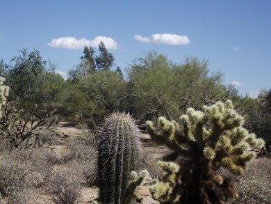 Native cacti