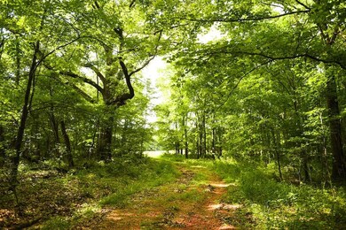 0 Glendale Rd unit LotWP001 23604181, Morris Chapel, TN 38361 - photo 4