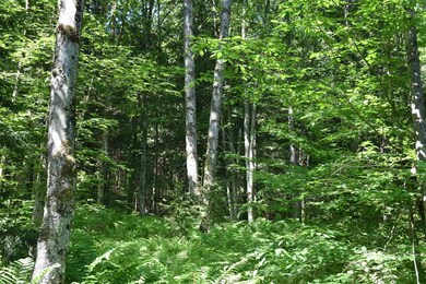 0 Messier Hill Bull Run Horner & Old Mail Route Rd unit 4800974, Roxbury, VT 05669 - photo 3