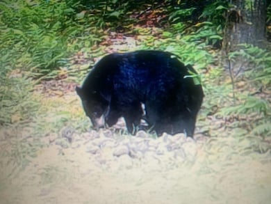 29084 Cr 455, McMillan, MI 49853 - photo 2