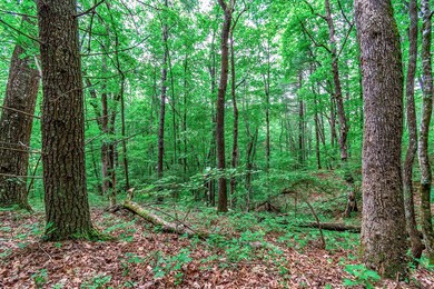 Lot 13 Shady Pine Trail, Ellijay, GA 30540 - photo 4