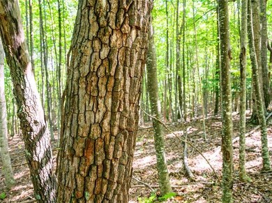 1306 Double Knob Dr unit 112, Arden, NC 28704 - photo 7