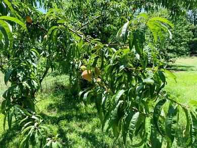 1007 Ernest A Thompson Rd, Ruth, MS 39662 - photo 3