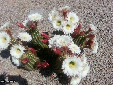 Cactus out front of home in bloom