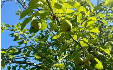 TBD County Road 132, Live Oak, FL 32060 - photo 2