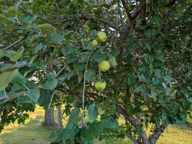 461 Plante Rd, Caribou, ME 04736 - photo 5