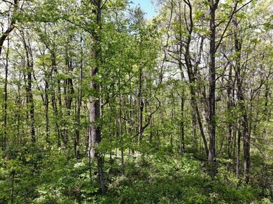 View of local wilderness