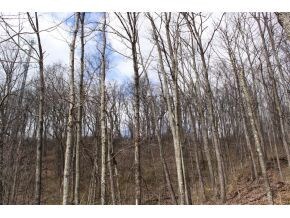 0 Chamber Dr, Johnson City, TN 37601 - photo 5