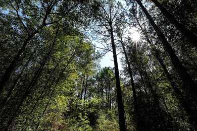 0 Texas 105, Hull, TX 77564 - photo 2