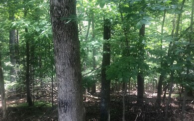 Additional View